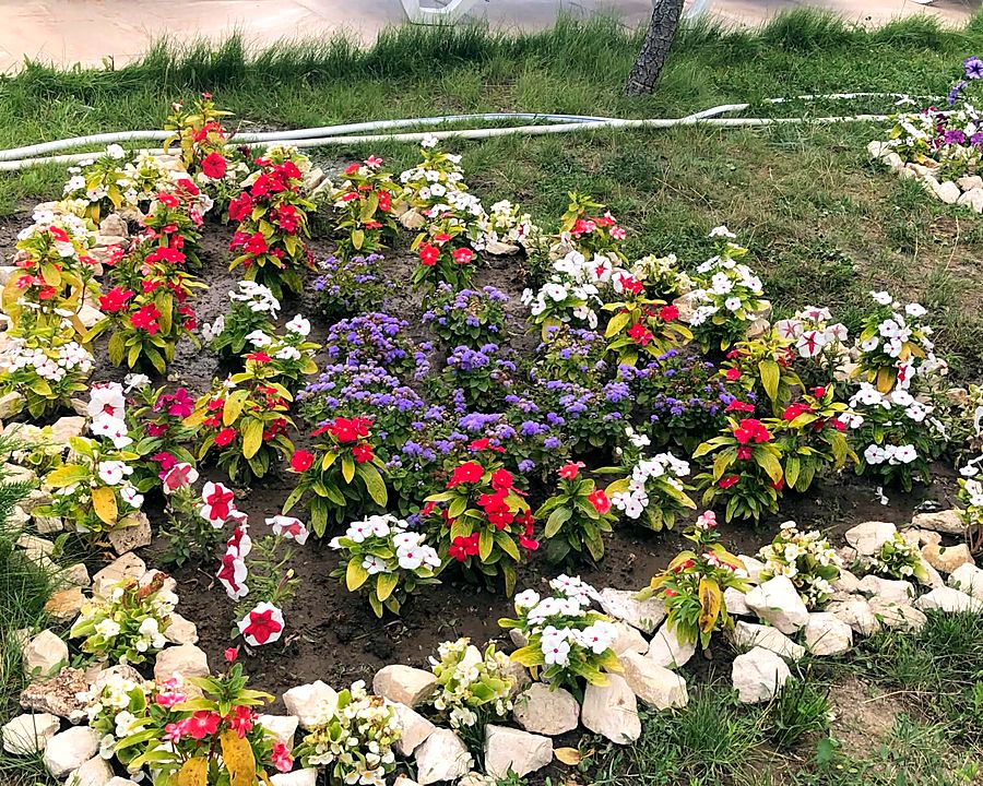 Смесена цветна леха с бял каменен кант върху тревна площ